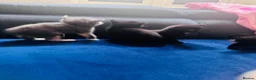 British Shorthair cats for sale: Beautiful Kittens Looking for Loving Homes  in Reading - Advert 4