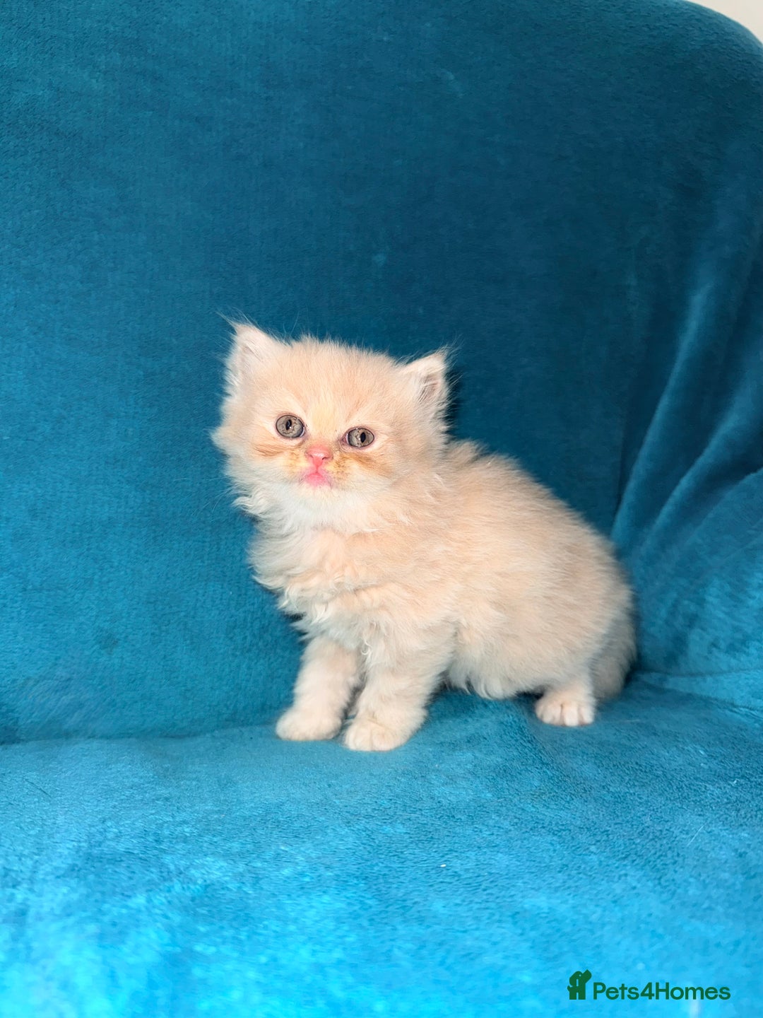Persian cats for sale: Pedigree Persians for sale!  - Image 8