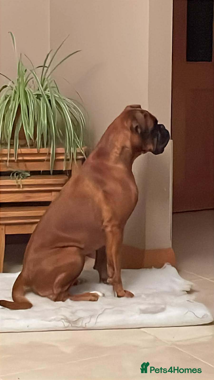 Boxer dogs 5 KC REG Boxer pups - Advert 3