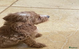 Cockapoo dogs for sale: F1 Apricot cockapoo’s boys and girls  - Image 7
