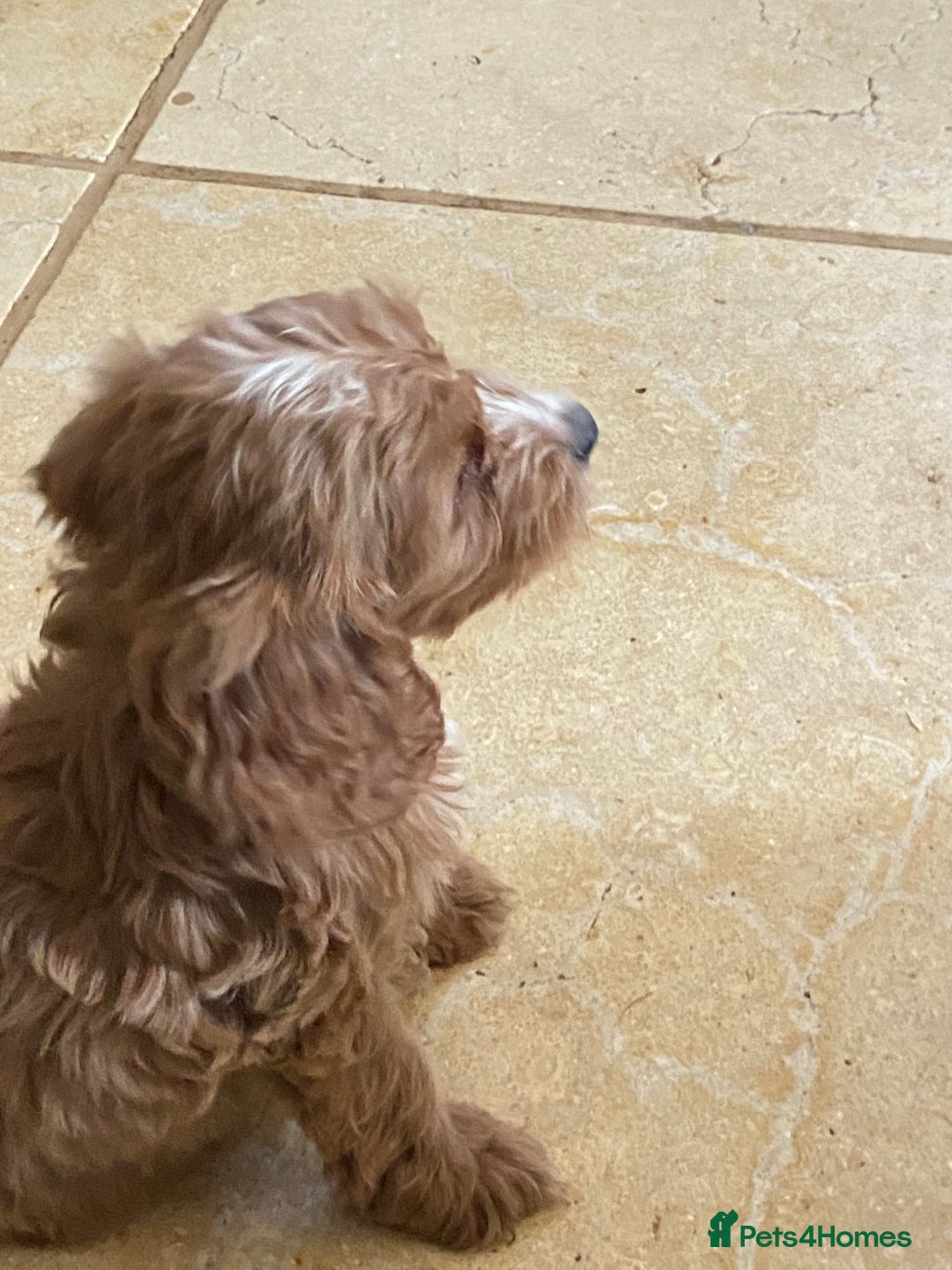 Cockapoo dogs for sale: F1 Apricot cockapoo’s boys and girls  - Image 7