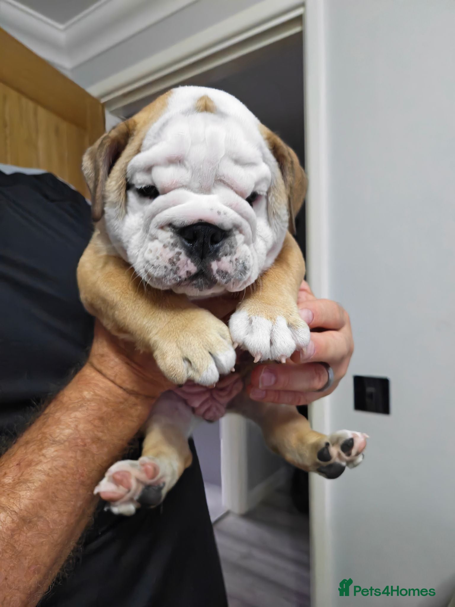 English Bulldog dogs Ready this weekend! KC red/white puppies  - Advert 2