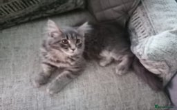 Maine Coon cats for sale: Stunning litter of maine coon kittens  - Advert 37