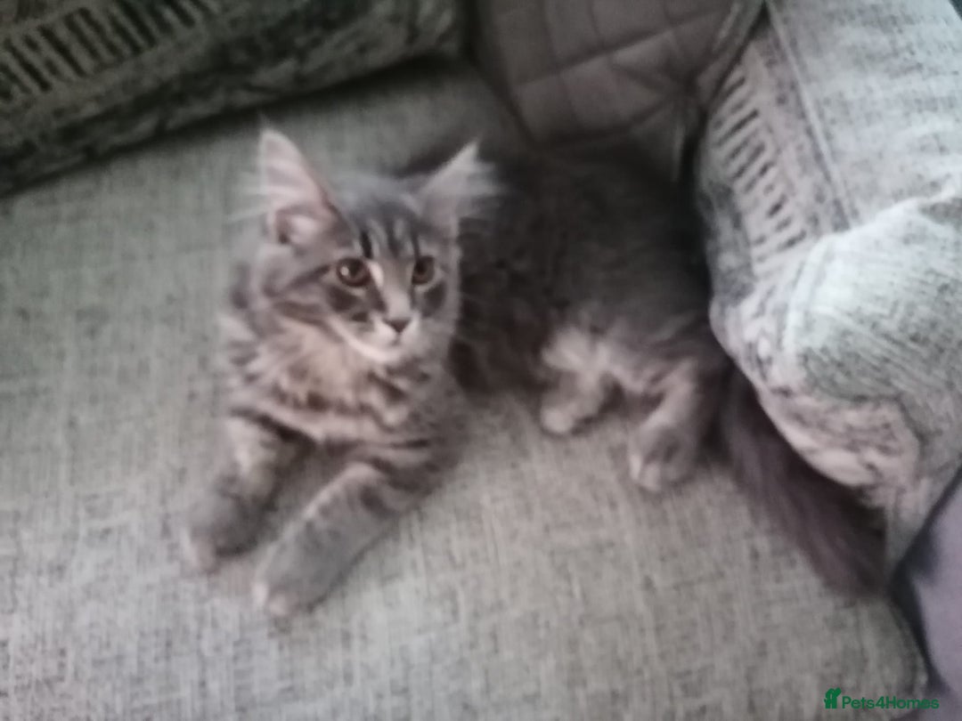 Maine Coon cats for sale: Stunning litter of maine coon kittens  - Advert 37