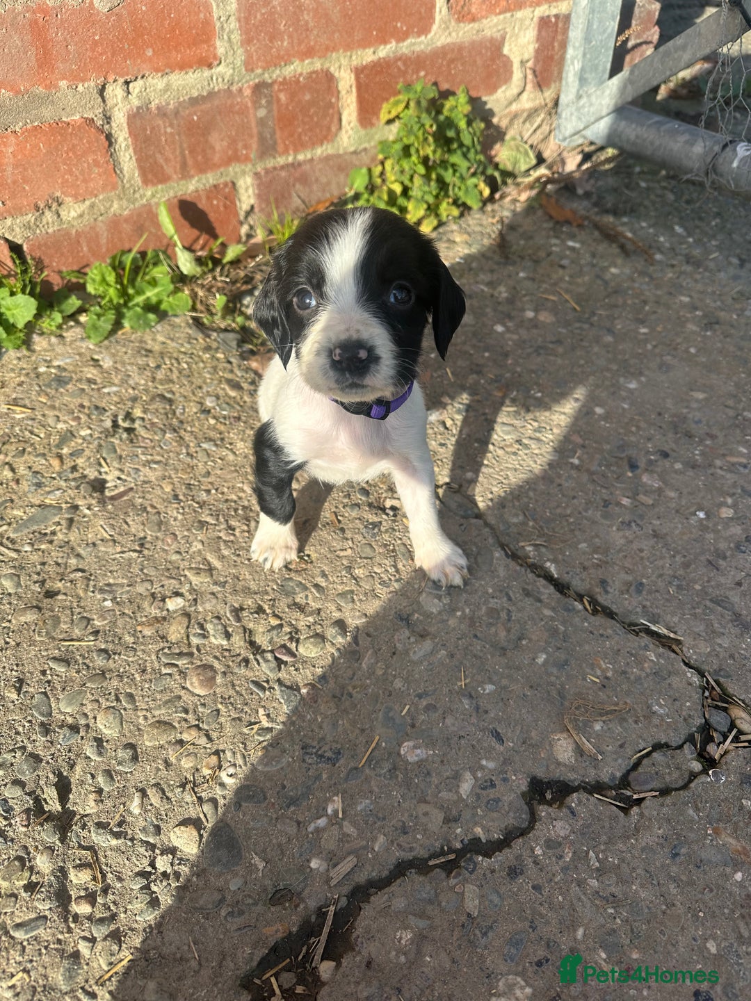 English Springer Spaniel dogs for sale: KC Springer spaniel puppies  - Advert 1