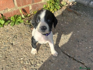 English Springer Spaniel dogs KC Springer spaniel puppies - Advert 1