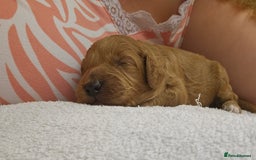 Cockapoo dogs for sale: Beautiful PRA F1B puppies - Image 19