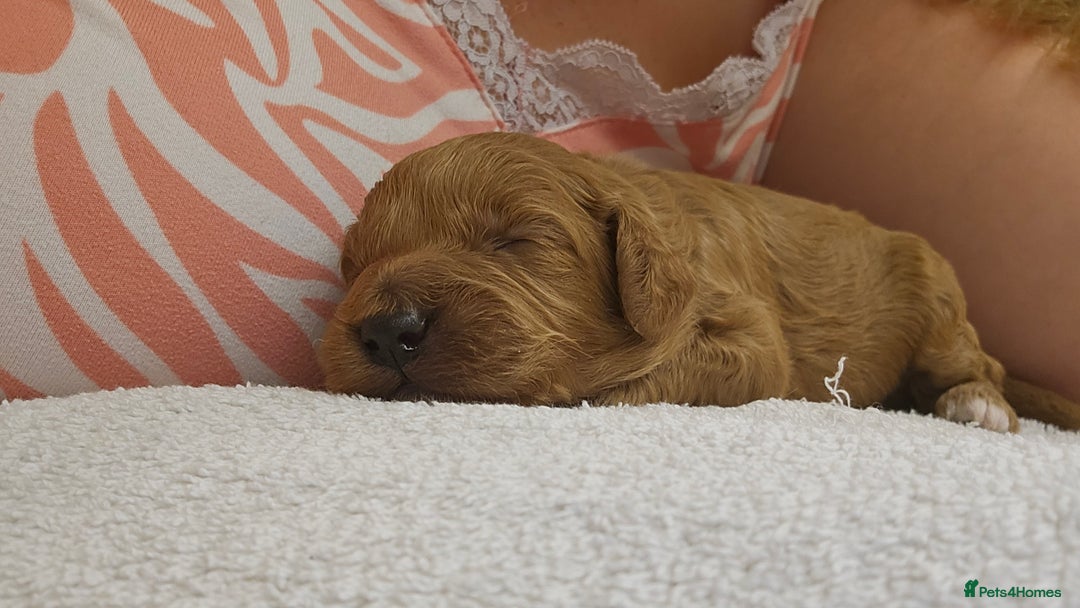 Cockapoo dogs for sale: Beautiful PRA F1B puppies - Image 19