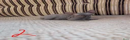 Sphynx cats for sale: Ready for reservation  - Advert 3