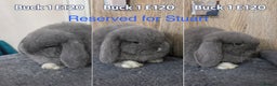 Mini Lop rabbits for sale: Beautiful Pure Mini Lops - Advert 9
