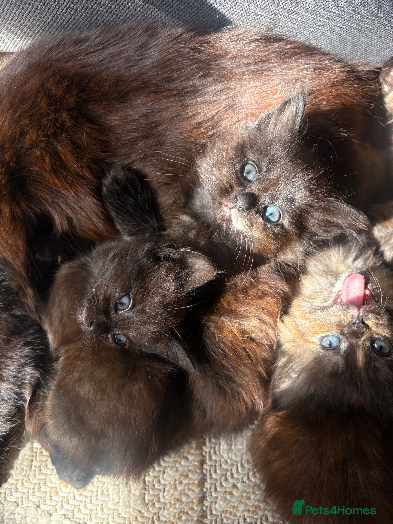 Mixed Breed cats 4 kittens - Advert 3