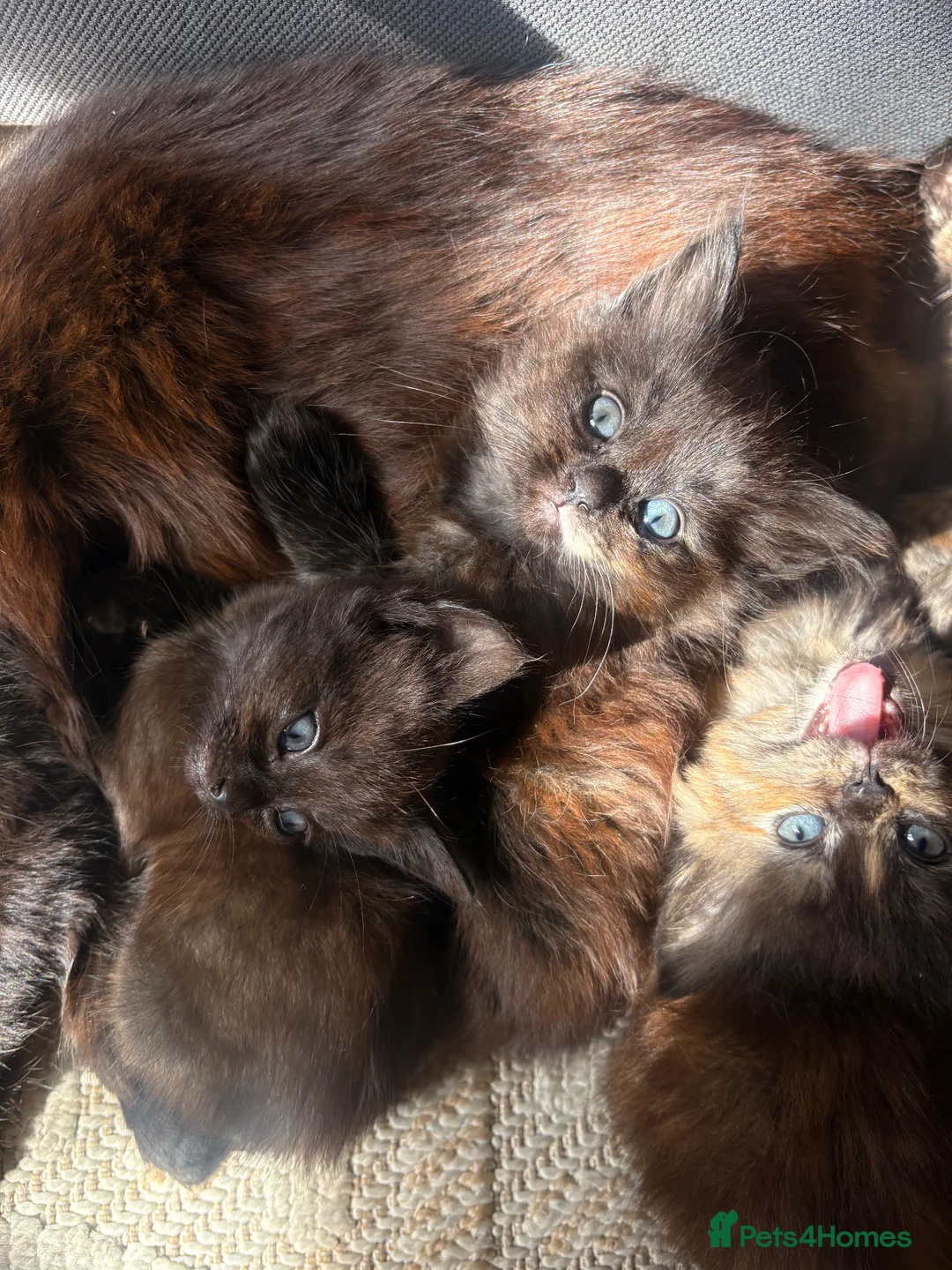 Mixed Breed cats for sale: 4 kittens - Advert 1