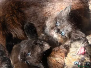 Mixed Breed cats 4 kittens - Advert 3