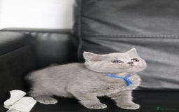 British Shorthair cats for sale: ✨️Outstanding GCCF Grand Chmp Line BSH ❤️ - Image 12