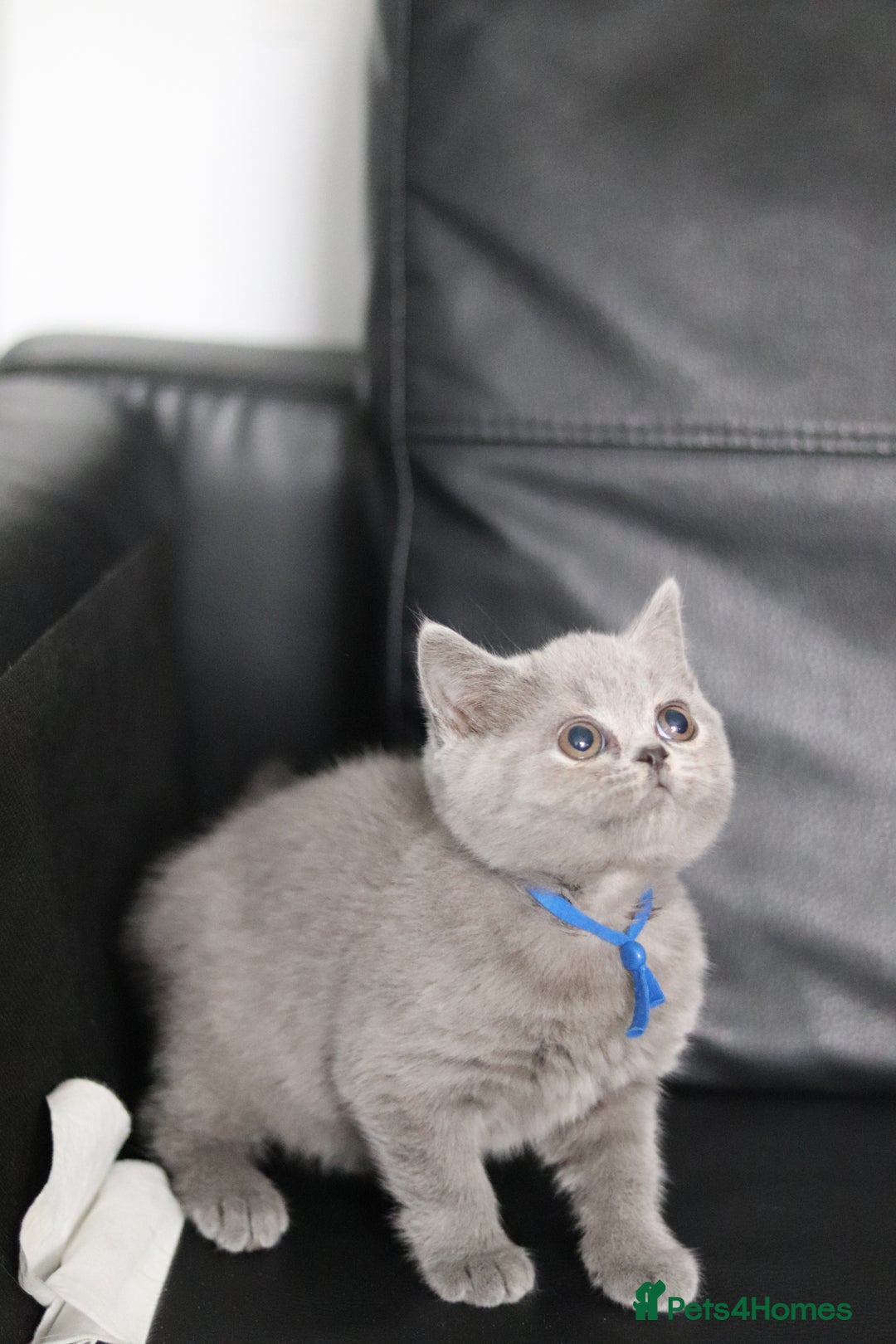 British Shorthair cats for sale: ✨️Outstanding GCCF Grand Chmp Line BSH ❤️ - Image 12