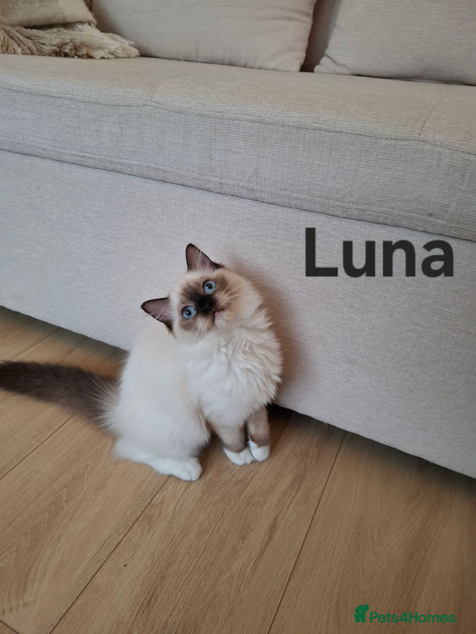 Ragdoll cats The last femal left. TICA registered active. - Advert 1