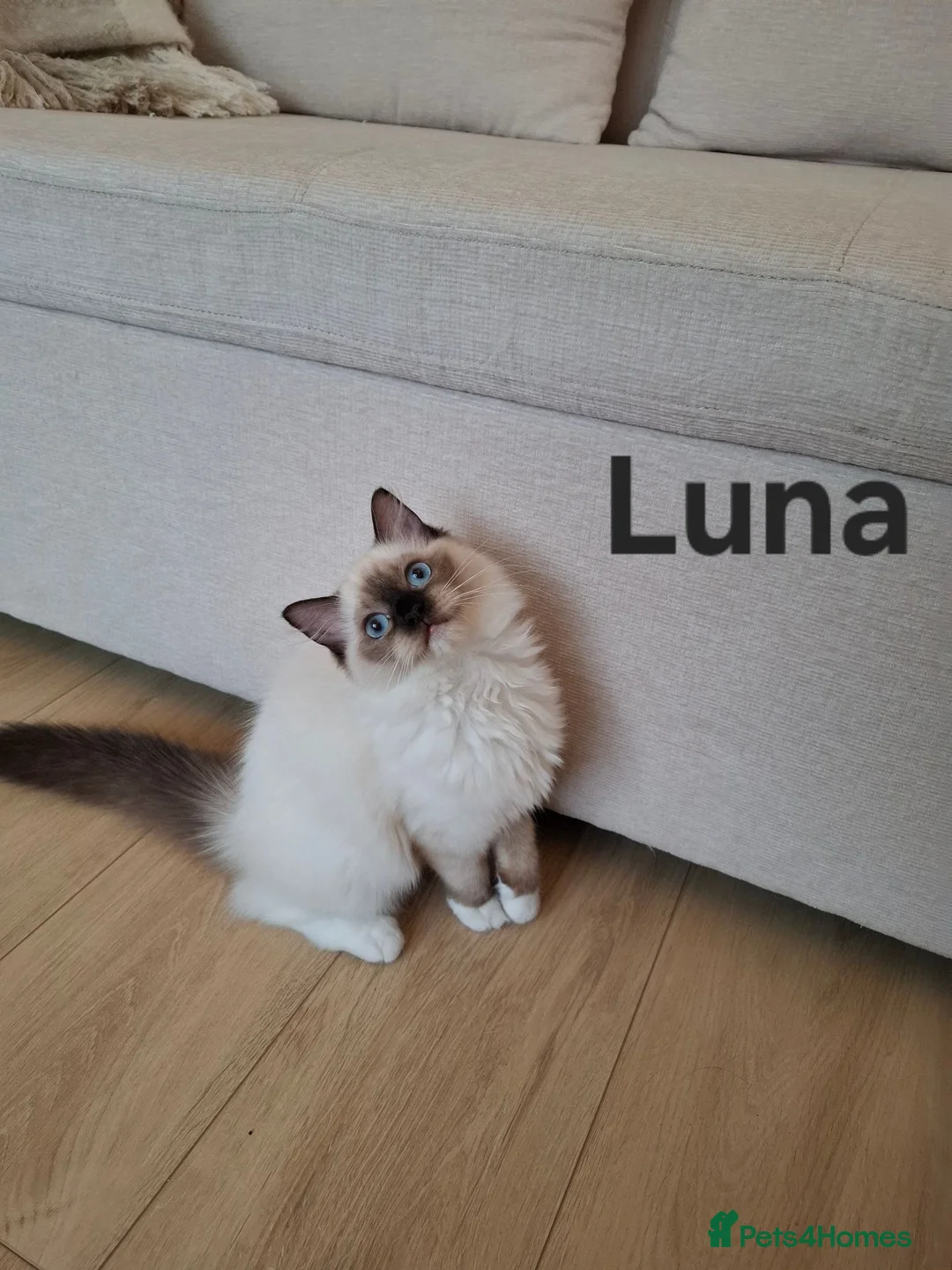 Ragdoll cats for sale: The last femal left. TICA registered active. - Advert 1
