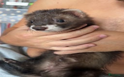 Ferret rodents for sale: 2 lovely ferrets male and female  - Image 2