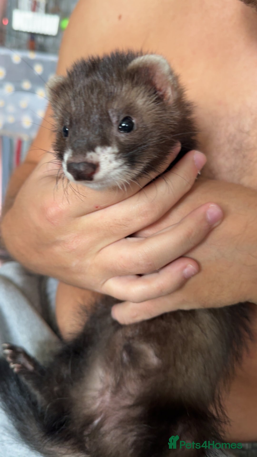 Ferret rodents for sale: 2 lovely ferrets male and female  - Image 2