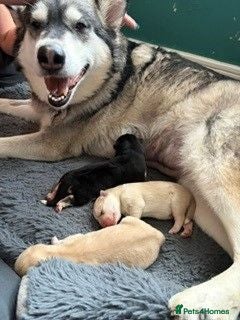Utonagan dogs Denise - Advert 1
