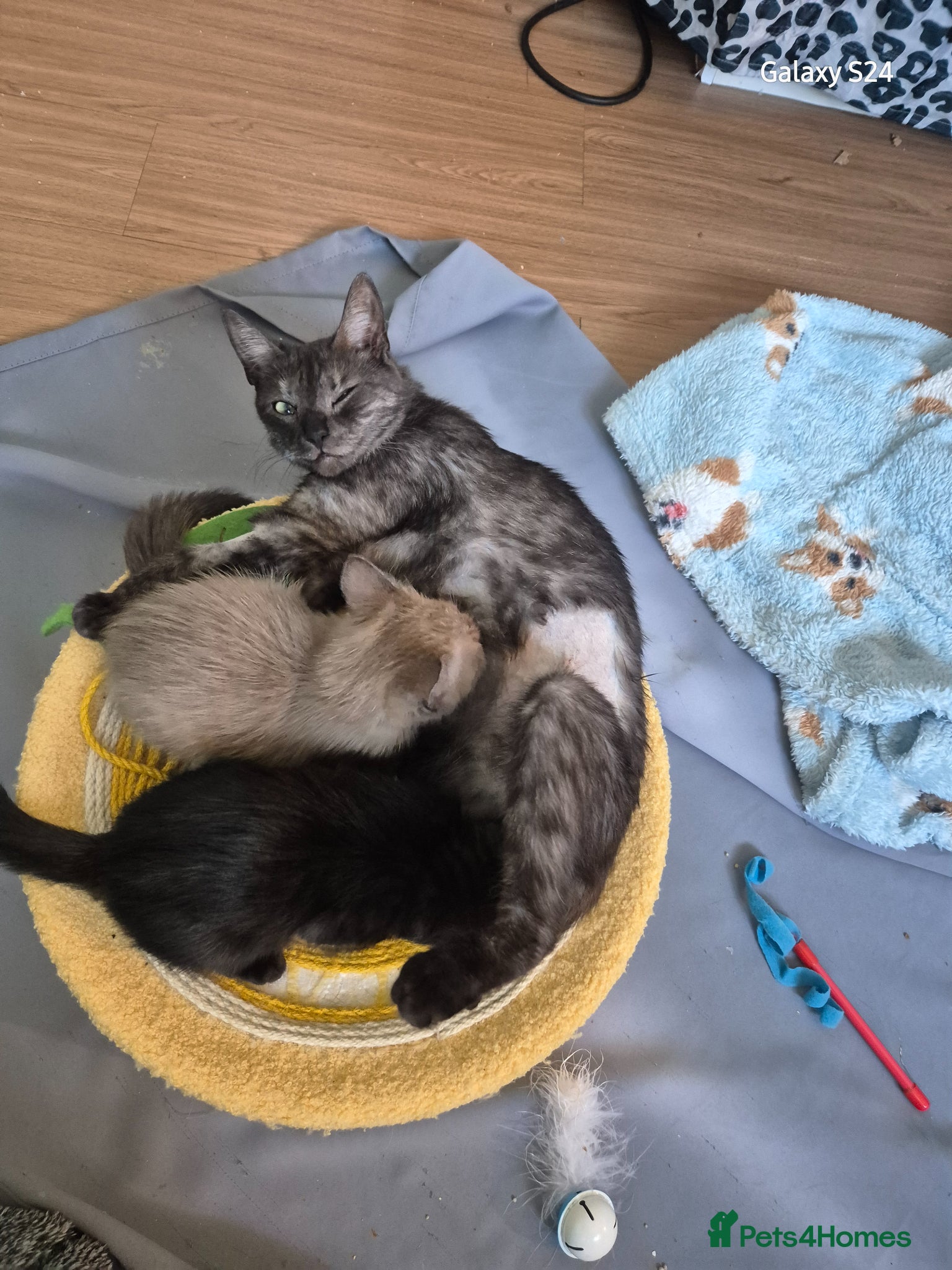 Mixed Breed cats 2 girls amazing kittens - Advert 2