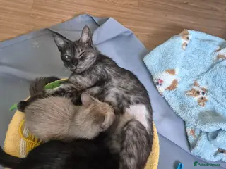 Mixed Breed cats 2 girls amazing kittens - Advert 2