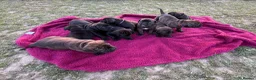 Mixed Breed dogs for sale: Cane Corso x Dogue de Bordeux stunning litter of 9 in Pulborough - Advert 14