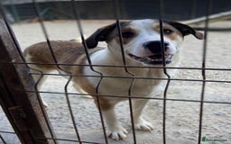Mixed Breed dogs for adoption: MAYA – TWO YEARS WAITING FOR SOMEONE TO CARE - Image 2