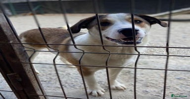 Mixed Breed dogs - Advert 2