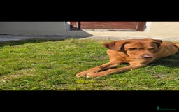 Labrador Retriever dogs for stud: Noah - Fox Red labrador pedigree -For Stud - Image 4