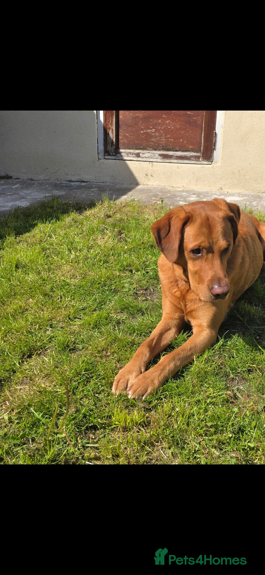 Labrador Retriever dogs for stud: Noah - Fox Red labrador pedigree -For Stud - Image 4