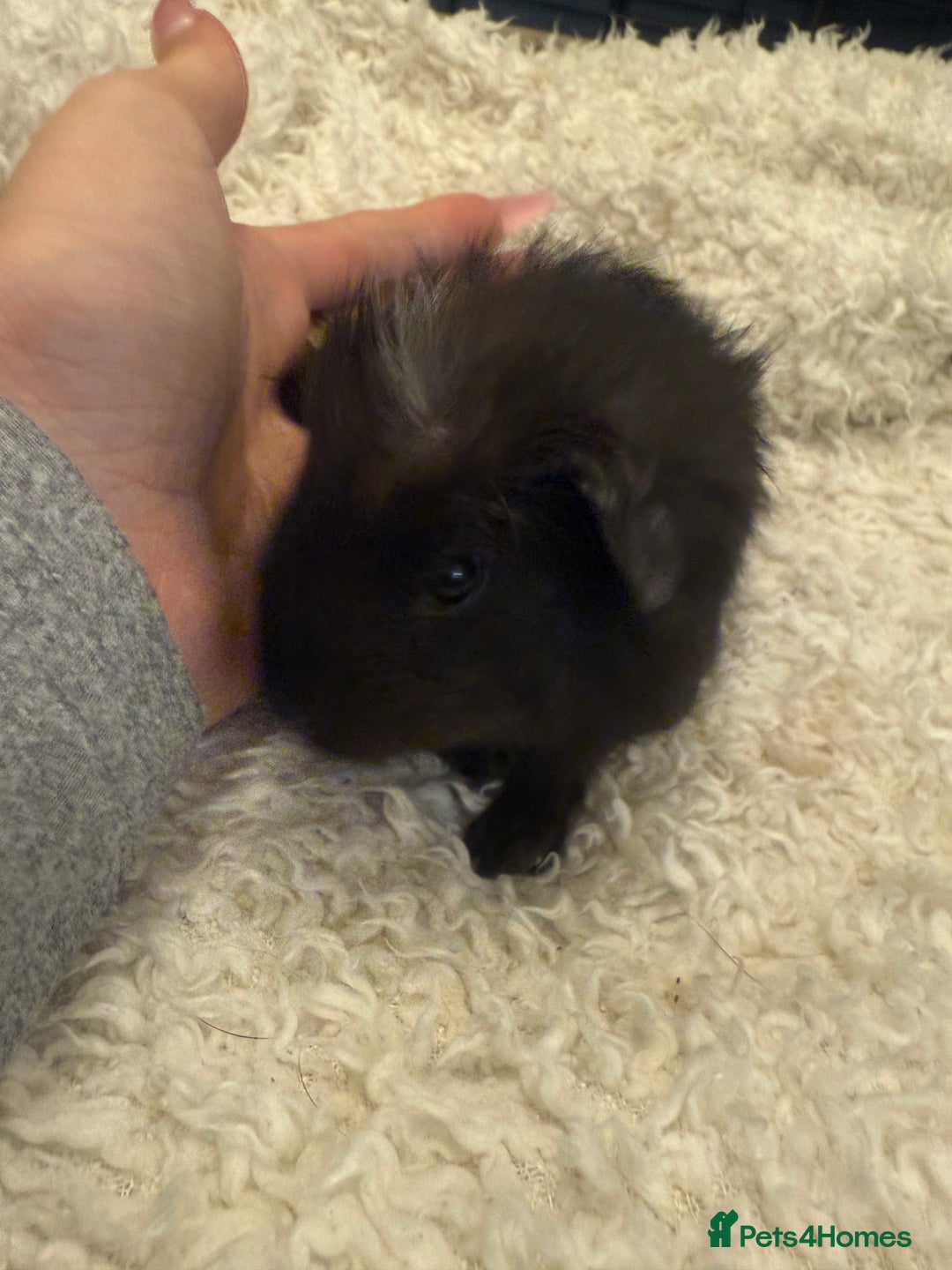 Guinea Pig rodents for sale: Baby guinea pigs  - Advert 8