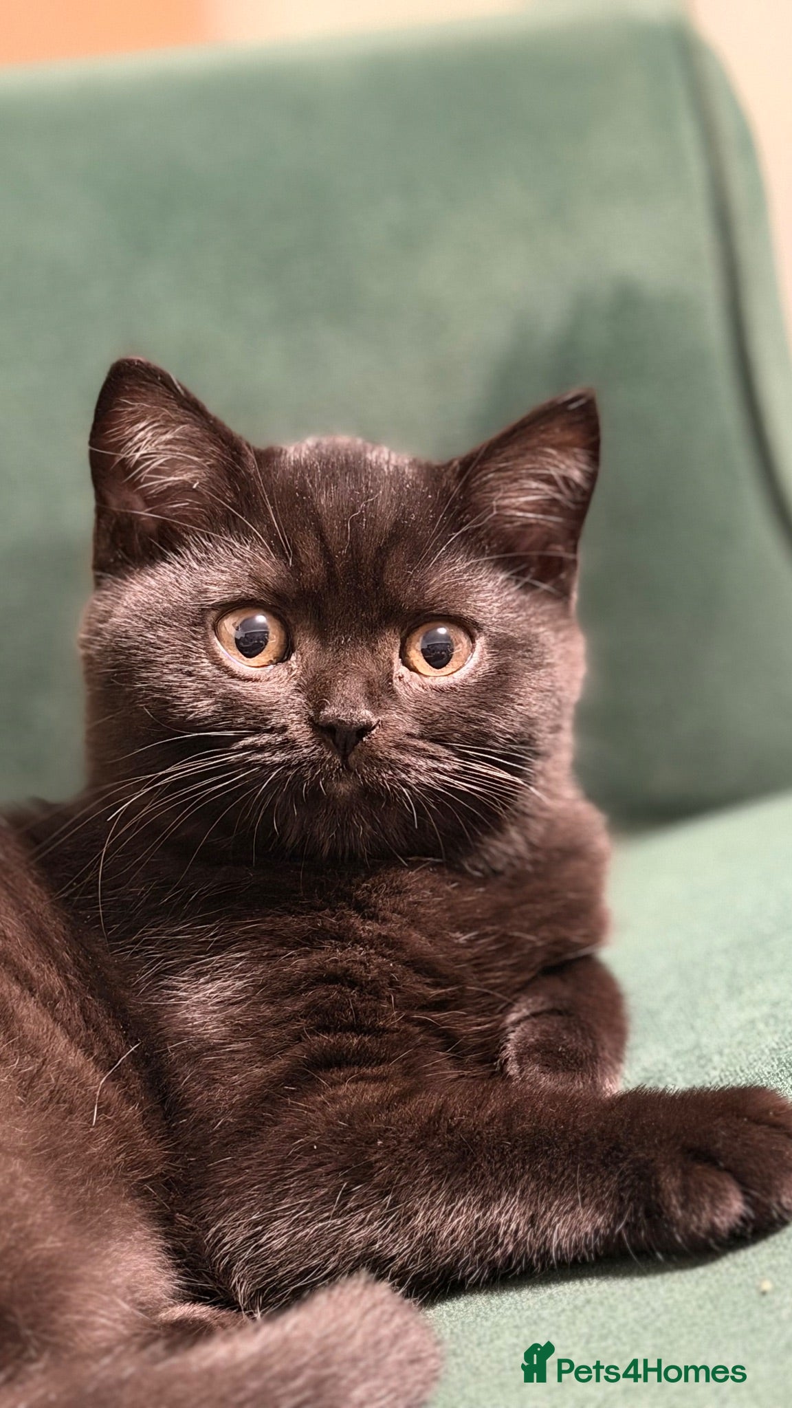 British Shorthair cats Adorable kitty  - Advert 1