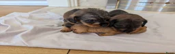 Mixed Breed dogs for sale: 3/4 dachshund 1/4 jack Russell - Advert 30
