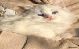 Turkish Angora cats for sale: Gorgeous white fluffy Turkish angora kittens  - Advert 2