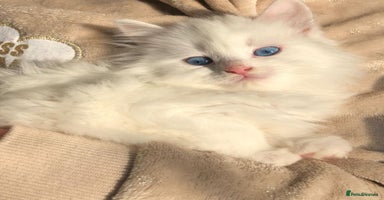 Turkish Angora cats Gorgeous white fluffy Turkish angora kittens  - Advert 15