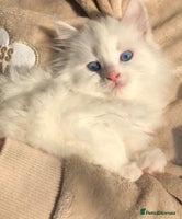 Turkish Angora cats Gorgeous white fluffy Turkish angora kittens - Advert 2