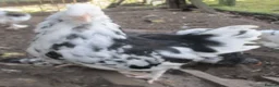 Chickens poultry for sale: hybrid Pekin/Araucana  Bantamss - Advert 3