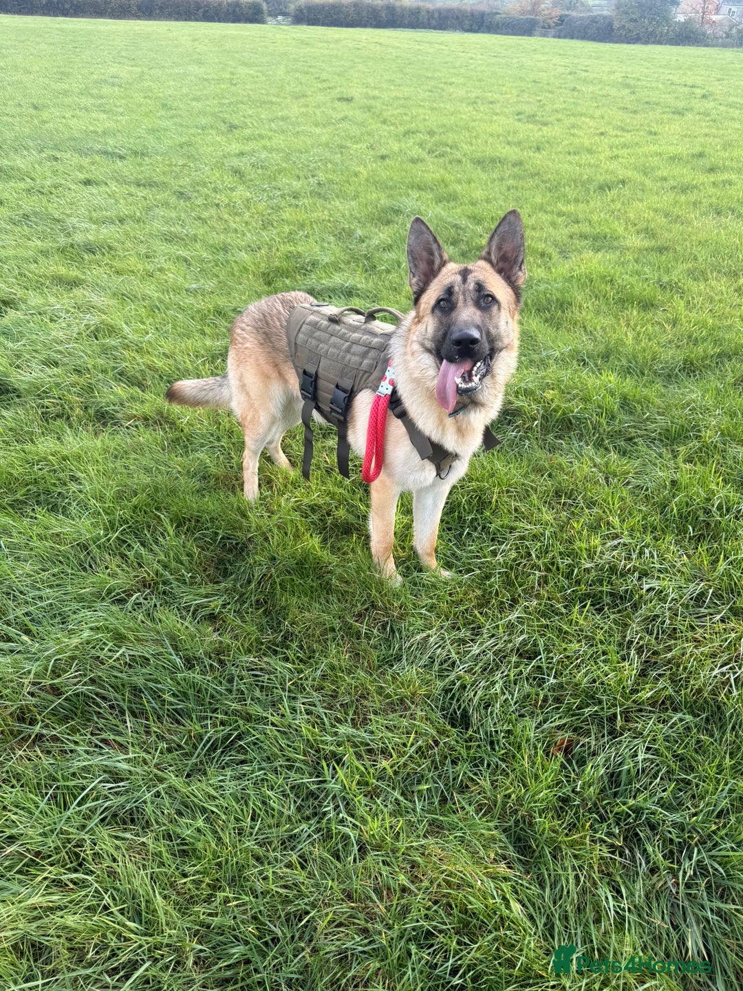 German Shepherd dogs for sale: German shepherd For Sale - Advert 5