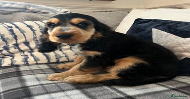 Cocker Spaniel dogs - Advert 2