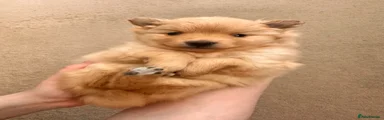 Pomeranian Puppy 2