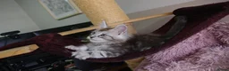 Maine Coon cats for sale: 6 pedigree Mainecoon kittens  - Advert 6
