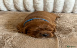 Cavalier King Charles Spaniel dogs for sale: 🐾 KC Registered Health Tested Puppies 🐾 - Image 5