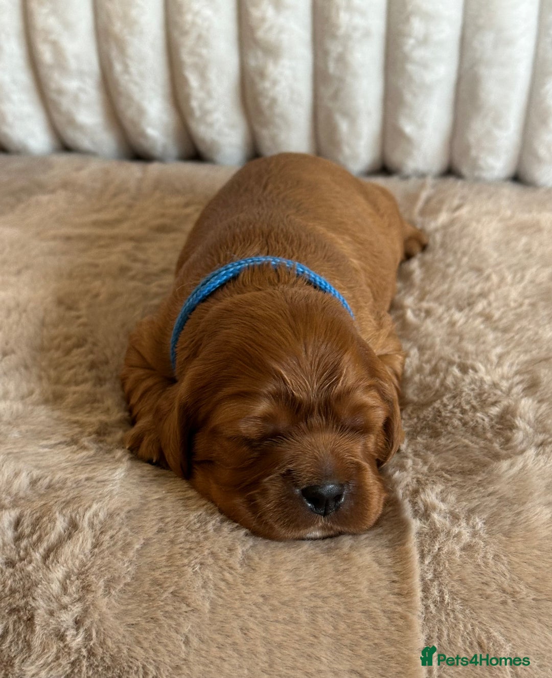 Cavalier King Charles Spaniel dogs for sale: 🐾 KC Registered Health Tested Puppies 🐾 - Image 5