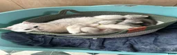 British Shorthair cats for sale: Gorgeous silver shaded girl - Advert 2