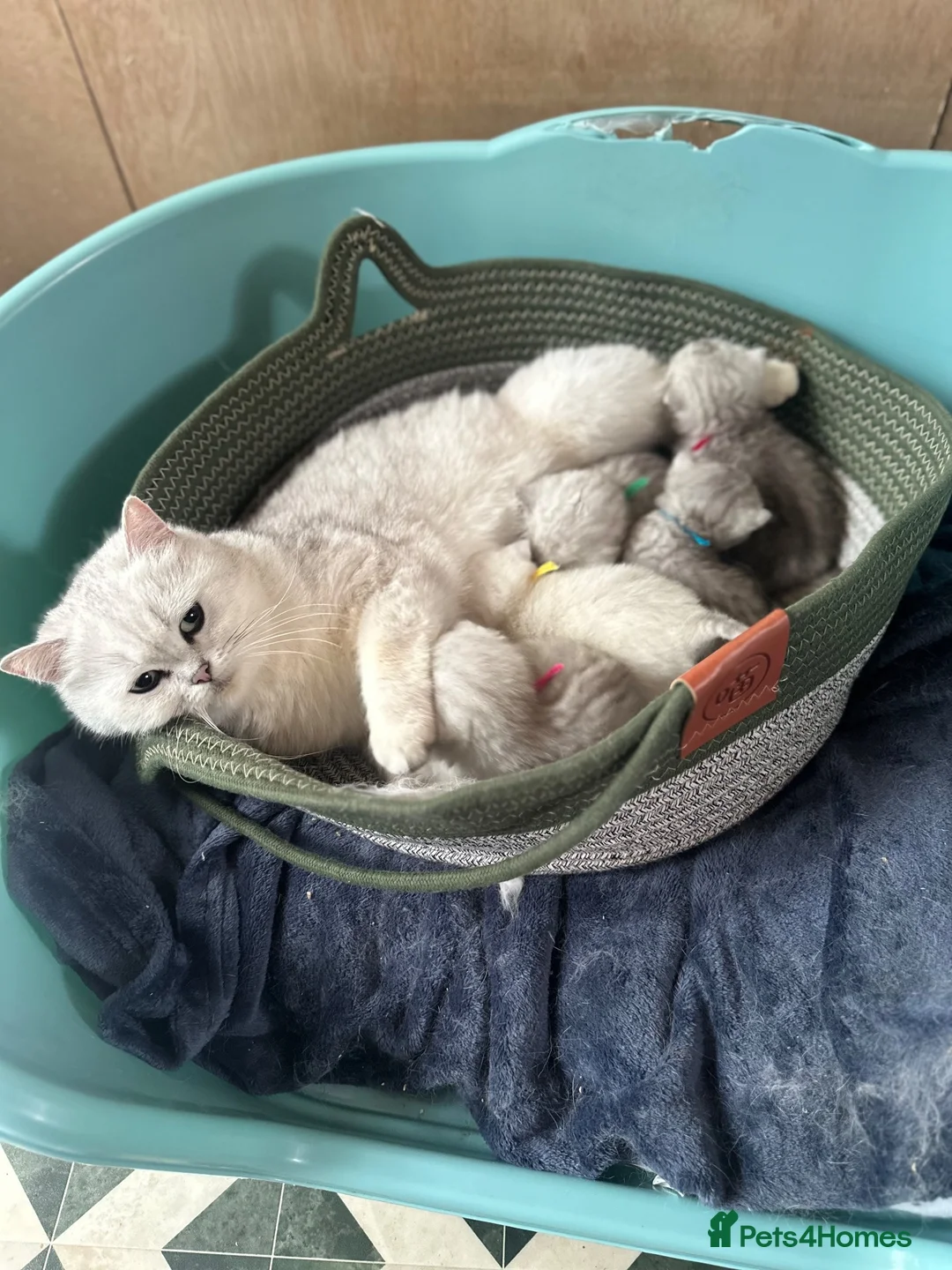 British Shorthair cats for sale: Gorgeous silver shaded girl - Advert 2