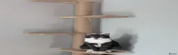 Mixed Breed cats for sale: 2 male kittens in Holywell - Advert 2