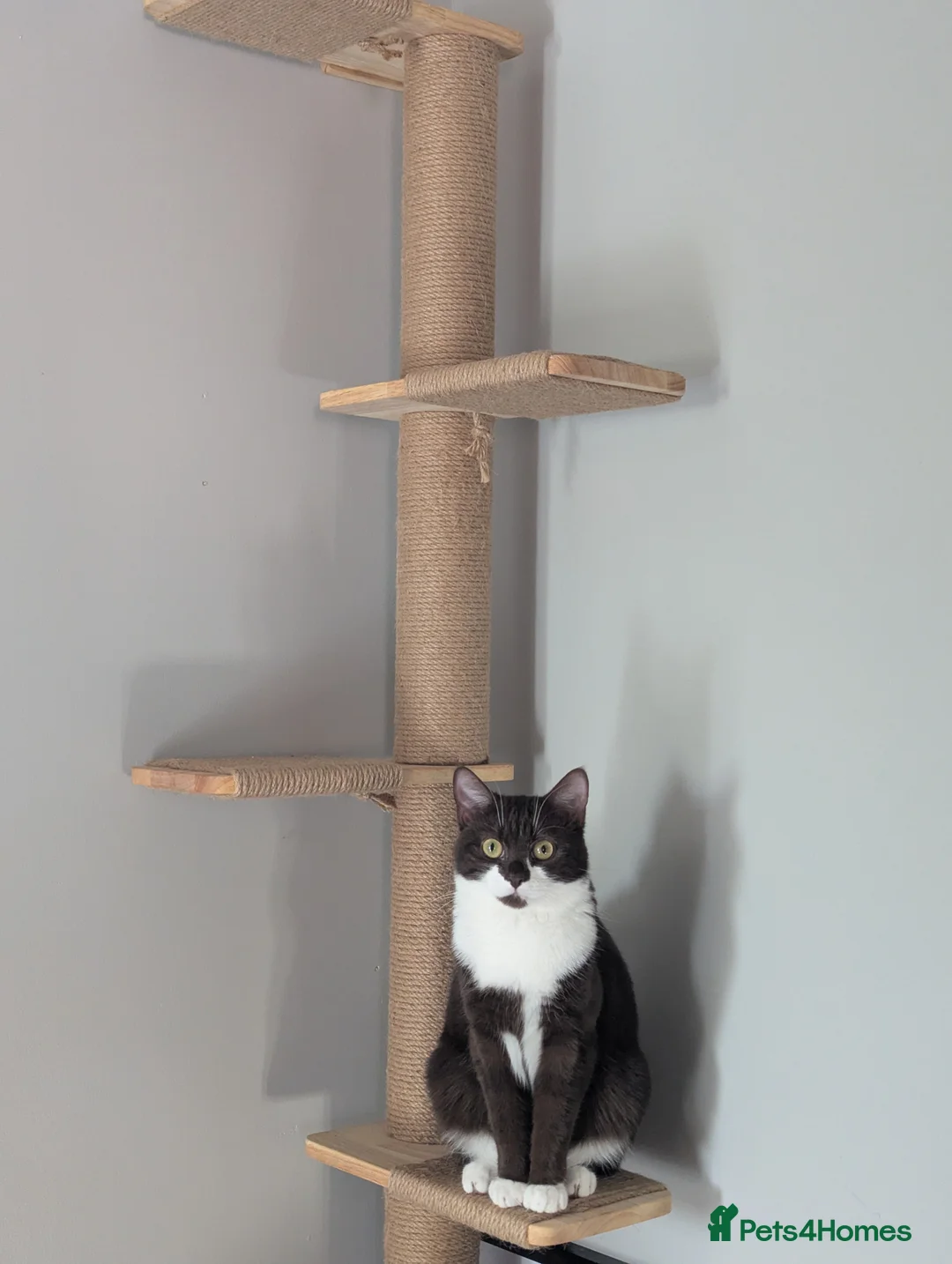 Mixed Breed cats for sale: 2 male kittens in Holywell - Advert 2