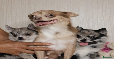 Mixed Breed dogs - Advert 11