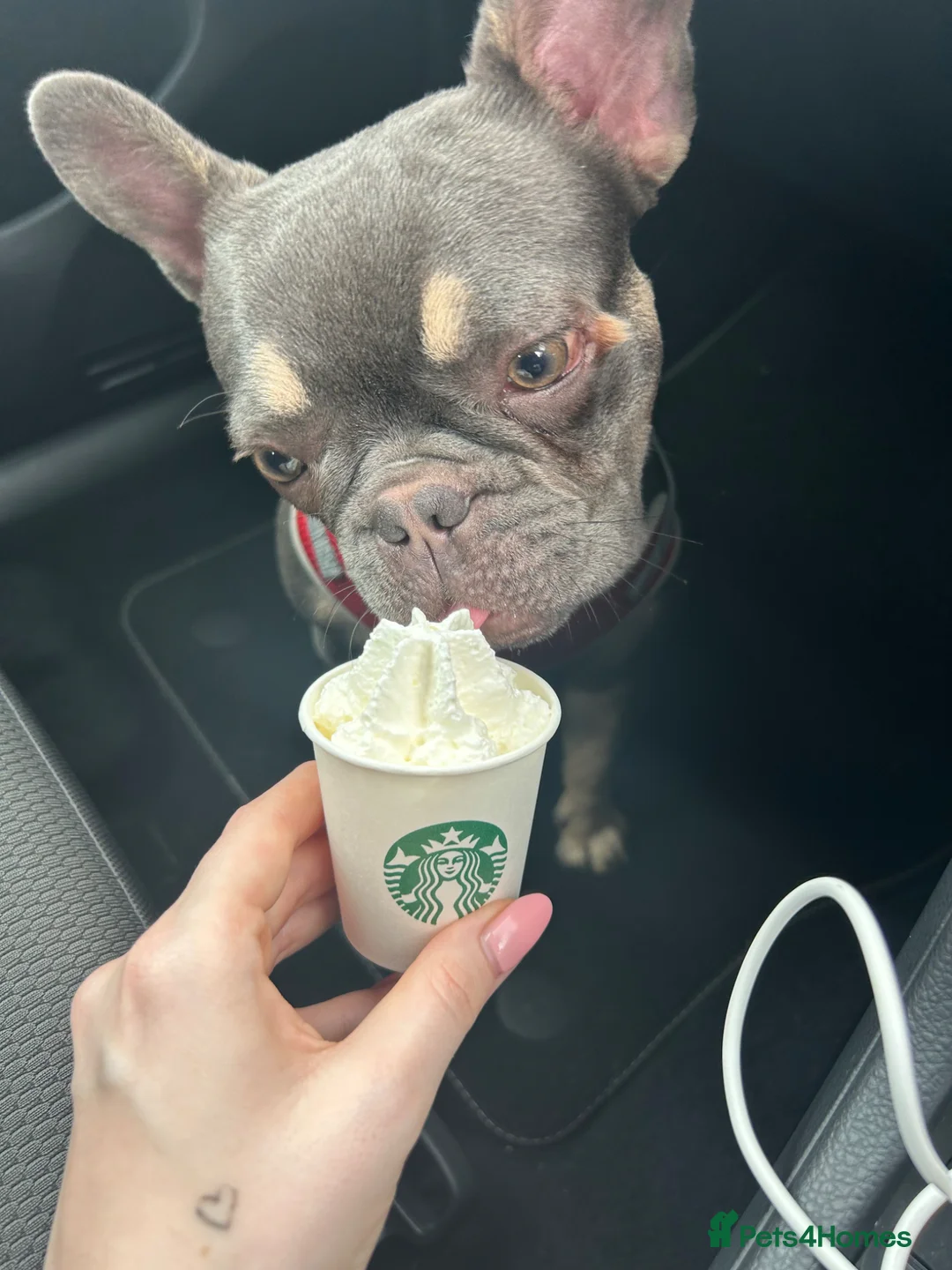 French Bulldog dogs for sale: French Bulldog - Advert 2